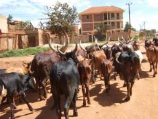 2009_10-10_Uganda_1434.jpg